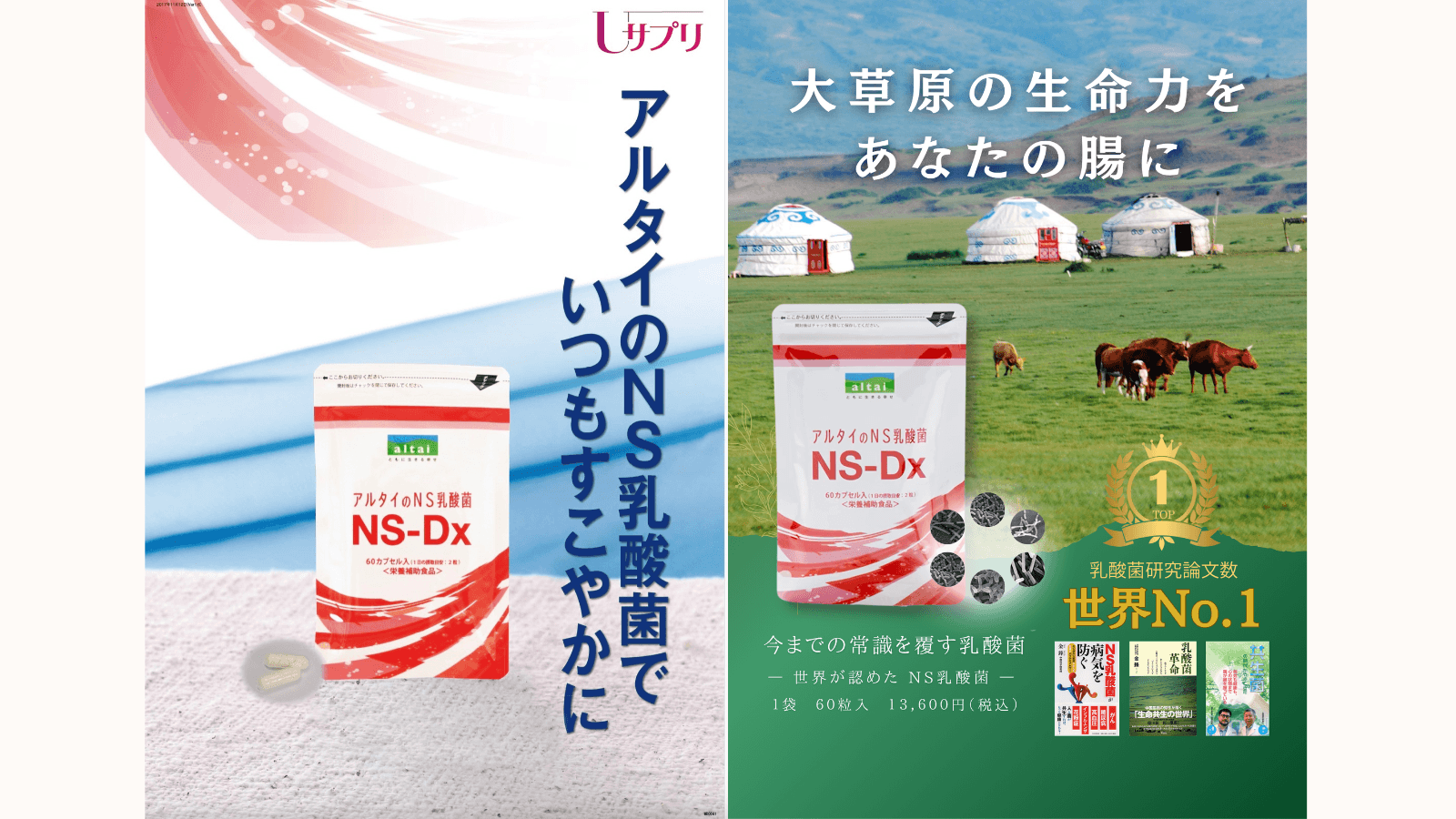 NS乳酸菌 (1)